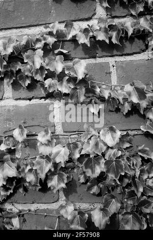 Autunno Ivy crescente su un muro di mattoni a Shelburne Falls, ma, Stati Uniti Foto Stock