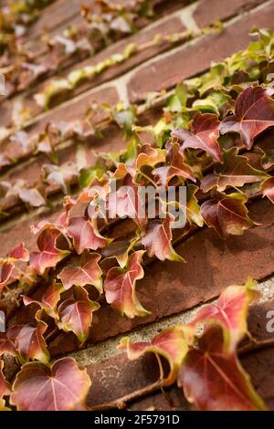 Autunno Ivy crescente su un muro di mattoni a Shelburne Falls, ma, Stati Uniti Foto Stock