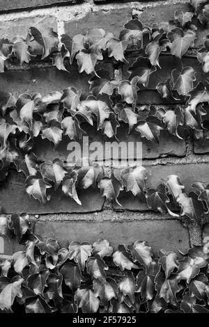 Autunno Ivy crescente su un muro di mattoni a Shelburne Falls, ma, Stati Uniti Foto Stock