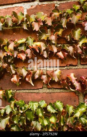 Autunno Ivy crescente su un muro di mattoni a Shelburne Falls, ma, Stati Uniti Foto Stock