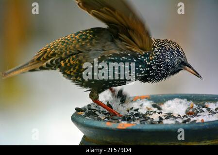 Si tratta di un Starling.Starlings sono uccelli di piccola e media taglia della famiglia degli Sturnidae. Il nome 'Swiridae' deriva dal latino per l'affamatura, sturnus. Molte specie asiatiche, in particolare quelle più grandi, sono chiamate mynas, e molte specie africane sono conosciute come stelle lucide a causa del loro piumaggio iridescente. Foto Stock