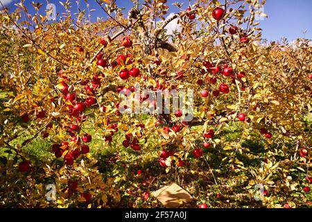 Apple Tree nella parte settentrionale dello stato di New York. Vecchio albero di mele pieno di mele non raccolte nel picco della stagione autunnale. Foto Stock