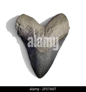 Megalodon dente di squalo fossilizzato, isolato con ombra su sfondo bianco Foto Stock