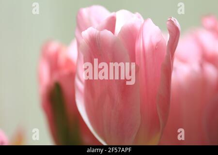 Gemme di tulipani rosa da vicino all'interno su uno sfondo chiaro. Testa di un tulipano rosa. Delicati fiori rosa primaverili. Sfondo floreale. Orizzontale. Foto Stock