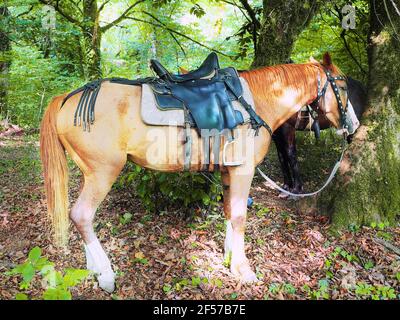 Un cavallo di zenzero con una sella di cuoio nera si leva in piedi dentro la foresta sotto l'albero mussoso su fogliame asciutto Foto Stock