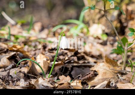 Fiore di neve soleggiata che cresce nella foresta. Una sola discesa di neve in una giornata di sole. Foto Stock