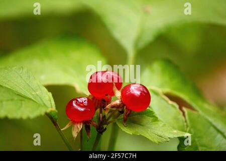 Bacche rosse e foglie verdi in luce solare da vicino all'aperto. Pietra Bramble, Rubus saxatilis, Steinbeere. Bacche rosse mature, che brillano al sole. Foto Stock