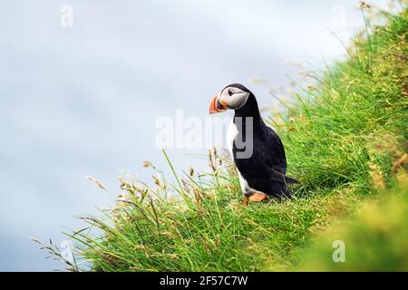 Famoso uccello faroese pulcinino closeup Foto Stock