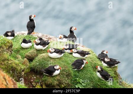 Coppia di famosi uccelli faroesi - pulcinelle Foto Stock