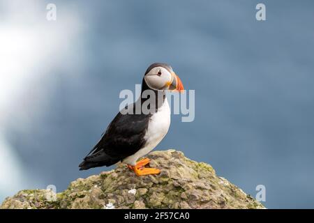 Famoso uccello faroese pulcinino closeup Foto Stock