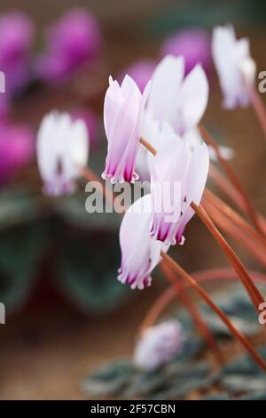 Ciclamino hederifolium var. confusum. Foto Stock