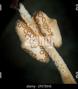 Lumaca della lingua del Flamingo (Cyphoma gibbosum) Sulla barriera corallina al largo dell'isola caraibica di St Martin Foto Stock