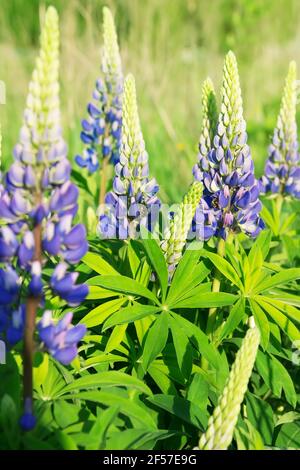 Lupin (lupino o lupino) in fiore. Sfondo floreale Foto Stock