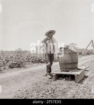 Raccolta del cotone nel Texas del sud. Agosto 1936. Fotografia di Dorothea Lange. Foto Stock