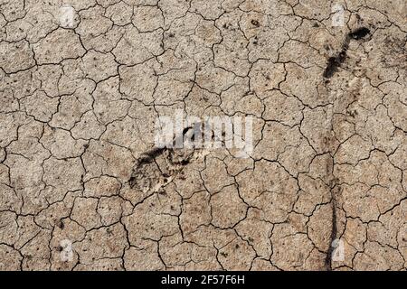 Orme nel fango Foto Stock