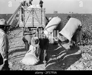 Raccoglitrici di cotone che introducono il loro 'pick' da pesare. Ricevono un dollaro e un dollaro e venticinque centesimi per cento libbre. San Joaquin Valley, California. Novembre 1936. Fotografia di Dorothea Lange. Foto Stock