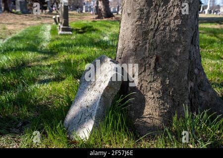 Un'antica pietra tombale spezzata appoggiata ad un albero Foto Stock