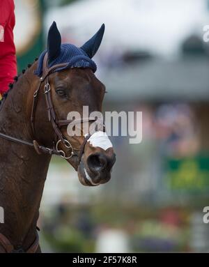 cavallo ritratto primo piano di show jumper testa di cavallo con inglese bridle copri l'orecchio punta inglese e cavallo di mane intrecciato mostrare la girata e la striscia nasale Foto Stock