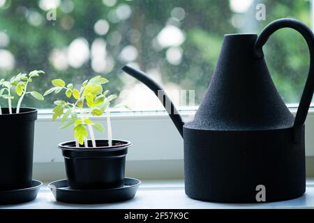 Arredamento domestico con annaffiatoio lattine e giardino interno vicino alla finestra. Giovani piante di pomodoro in pentole accanto alla lattina annaffiatura nera. Foto Stock