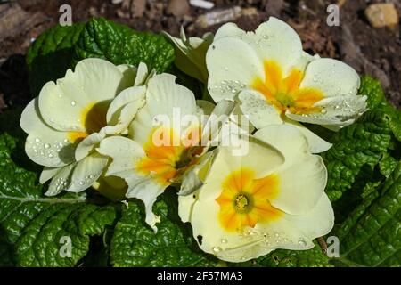 Primo piano di una Primrose con gocce d'acqua sui petali. Il suo nome botanico è Primula vulgaris. Foto Stock