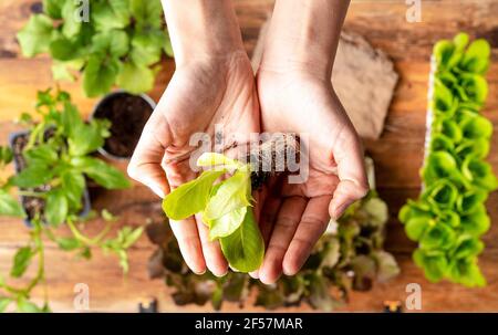 vista dall'alto delle mani di un coltivatore tengono una piccola lattuga a transplant. il giardiniere lavora nel vivaio di pianta. Foto Stock