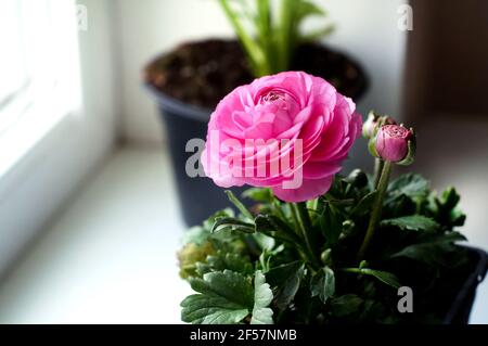 Bellissimi fiori rosa di coppe in una pentola su un davanzale. Ranunculus crescente. Foto Stock