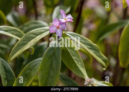 Primo piano di Daphne bholua Limpsfield fiori in primavera bordo Foto Stock