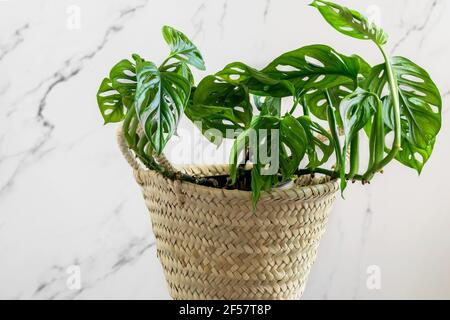 Mini maschera di scimmia Tropical Monstera vasata in cesto di paglia di vimini. Maschera scimmia di Monstera sulla parete di marmo di fondo closeup. Giardinaggio domestico, cura di Foto Stock