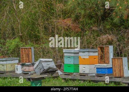 Honey Bee Colonies, distrutte da cervi e congelate, situate nel Mississippi. Foto Stock