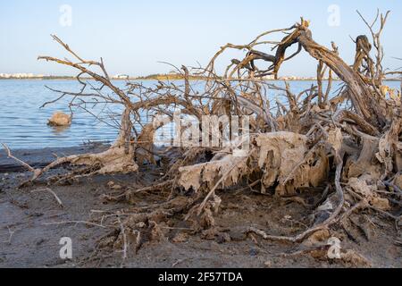 Ramo di albero morto rotto sulla riva del lago salato Larnaca nell'isola di Cipro. Foto Stock