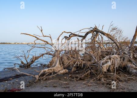 Ramo di albero morto rotto sulla riva del lago salato Larnaca nell'isola di Cipro. Foto Stock