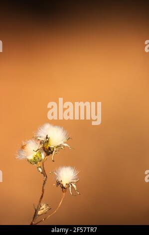 Closeup della cysela di una pianta di sonchus oleraceus con sfondo marrone e spazio per la copia Foto Stock