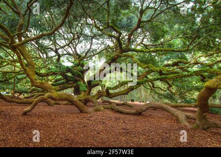 L'albero di quercia dell'angelo. La quercia dell'angelo è considerata uno degli alberi di quercia vivi più antichi degli Stati Uniti situati vicino Charleston, Carolina del Sud Foto Stock