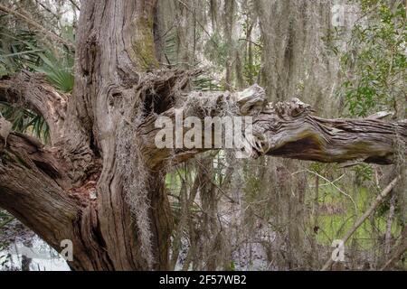 Antico cipresso gnarled coperto di muschio spagnolo nel Charleston, South Carolina basso paese. Foto Stock