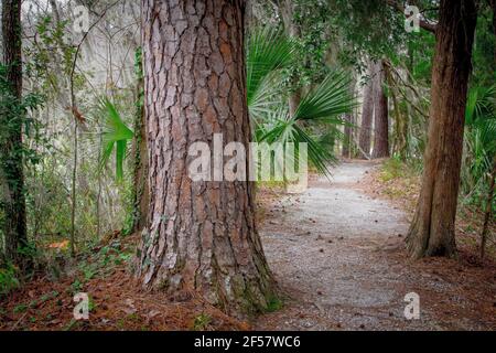 Percorso attraverso una bassa foresta costiera di paese con palme e pini sega a Charleston, Carolina del Sud. Foto Stock