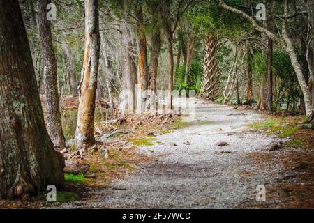 Percorso attraverso una bassa foresta costiera di paese con palme e pini sega a Charleston, Carolina del Sud. Foto Stock