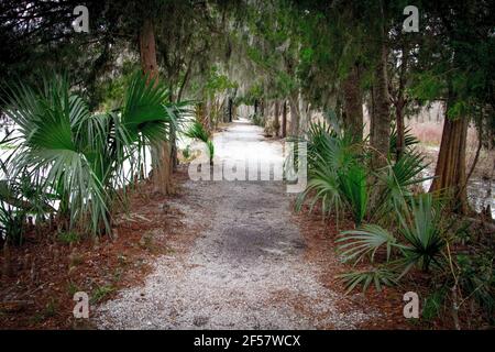 Percorso attraverso una bassa foresta costiera di paese con palme e pini sega a Charleston, Carolina del Sud. Foto Stock