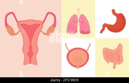 stomaco e organi umani insieme Illustrazione Vettoriale