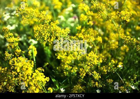 Fiori giallo brillante di Galium Verum (paglia di Bedcannuccia della Signora o paglia gialla). Sfondo floreale Foto Stock