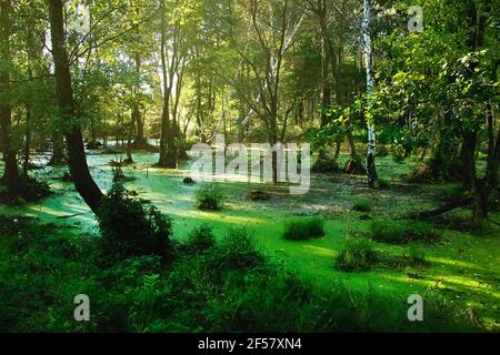 Palude nella foresta estiva. Paesaggio forestale in serata soleggiata Foto Stock