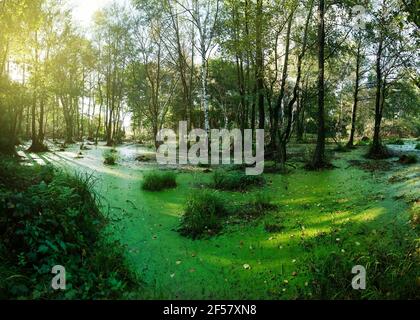 Palude nella foresta estiva. Paesaggio forestale in mattina soleggiata Foto Stock