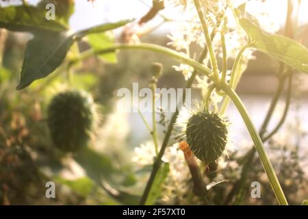 Ecballium elaterium (cetriolo squirting o cetriolo esploso) con frutta e fiori. Foto Stock