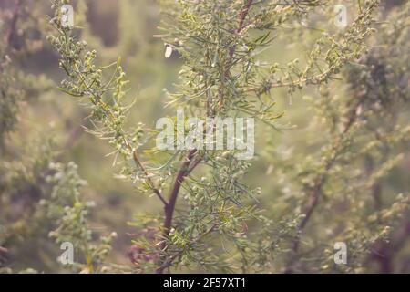Artemisia abrotanum (legno del sud, amore del lad, o legno del sud) in fiore. Sfondo floreale Foto Stock