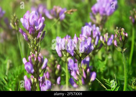 Fiori di viola di Alfalfa (Medicago sativa, lucerna) nel prato estivo Foto Stock