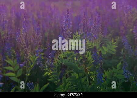 Galega officinalis (capra-rue o lilla francese) in fiore. Bellissimi fiori viola in un campo estivo. Foto Stock