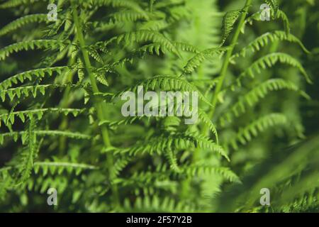 Foglie fresche giovani di felce. Athyrium filix-femina o primo piano comune Lady-Fern. Natura sfondo Foto Stock