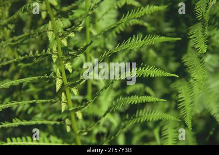 Athyrium filix-femina o primo piano comune Lady-Fern. Foglie fresche giovani di felce. Natura sfondo Foto Stock