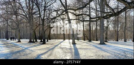 Russia, San Pietroburgo, 24 marzo 2021: Immagine panoramica del parco primaverile, ombra di tronchi neri di alberi al tramonto Foto Stock