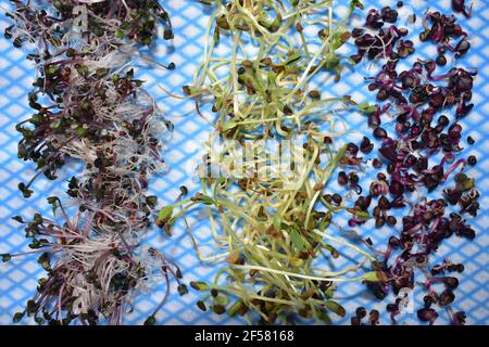 Microgreens rosso cavolo fenugreek e ravish rambo sono tutti coltivato in vasi con acqua pronta per essere raccolto in settimana aggiungere stravaganza all'insalata o al pesce Foto Stock