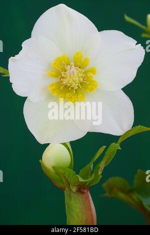 Fiori bianchi e rosa di ellebore (helleborus hybridus), conosciuti anche come Natale o rosa di Lenten Foto Stock